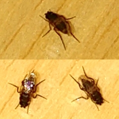 Phoridae