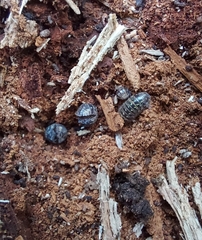 Armadillidium pictum