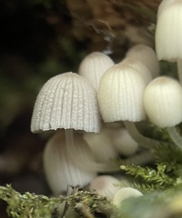 Coprinellus disseminatus