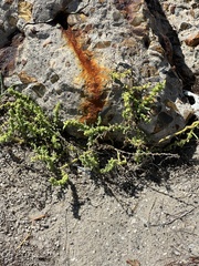 Suaeda maritima
