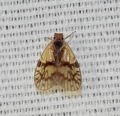 Bothriocera maculata