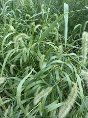 Setaria faberi