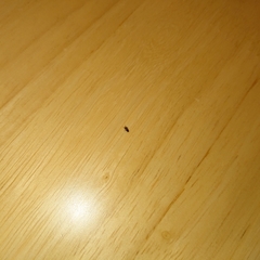 Phoridae