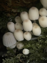 Coprinellus disseminatus