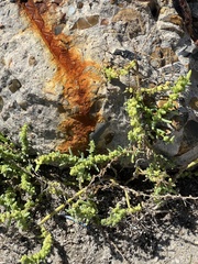 Suaeda maritima