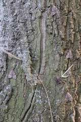 Catocala sponsa