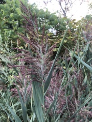 Phragmites australis australis