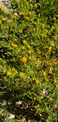 Dyssodia papposa