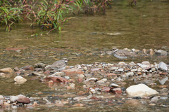 Charadrius placidus