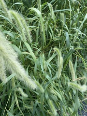 Setaria faberi