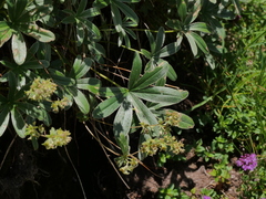 Alchemilla amphisericea