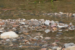 Charadrius placidus