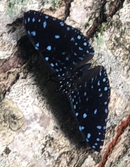 Hamadryas laodamia saurites