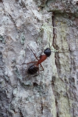Camponotus ligniperda