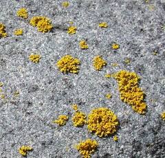 Polycauliona candelaria