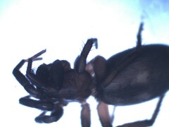Callilepis nocturna