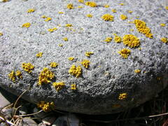 Polycauliona candelaria