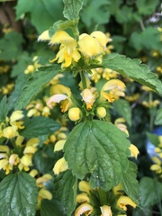 Lamium galeobdolon argentatum
