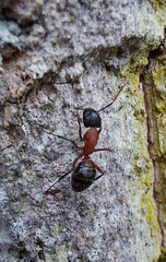 Camponotus ligniperda