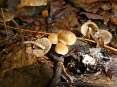 Psilocybe caerulipes