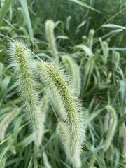 Setaria faberi