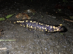 Salamandra salamandra