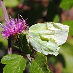 Gonepteryx cleopatra