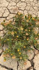 Dyssodia papposa