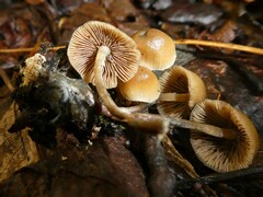 Psilocybe caerulipes