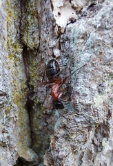 Camponotus ligniperda