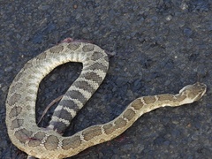 Crotalus oreganus oreganus