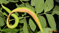Baizongia pistaciae