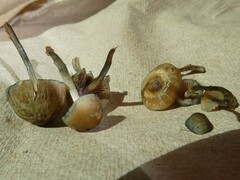 Psilocybe caerulipes