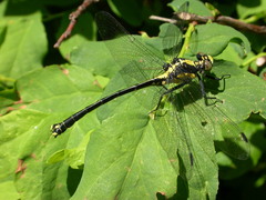 Octogomphus specularis