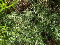 Lupinus hyacinthinus