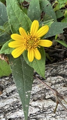 Helianthus hirsutus