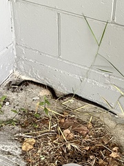 Nerodia fasciata pictiventris