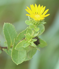 Grindelia adenodonta