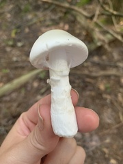 Amanita virosa