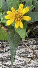 Helianthus hirsutus