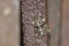 Callopistria latreillei