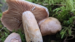 Lactarius cordovaensis