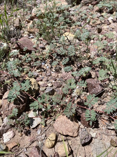 Image of Dalea neomexicana by (c) Daniel McNair, some rights reserved (CC BY)