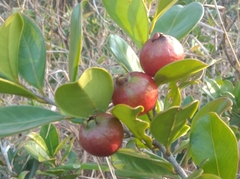 Psidium cattleyanum