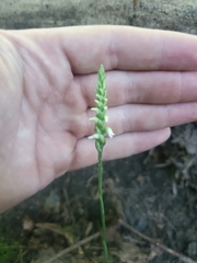 Spiranthes ovalis