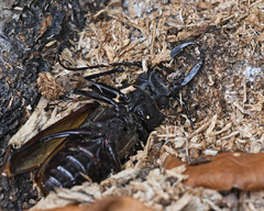 Stenodontes exsertus