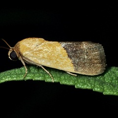 Ponometia semiflava