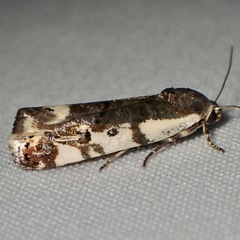 Tarache augustipennis
