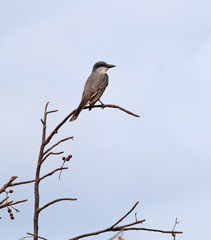 Tyrannus dominicensis