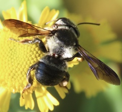 Megachile xylocopoides